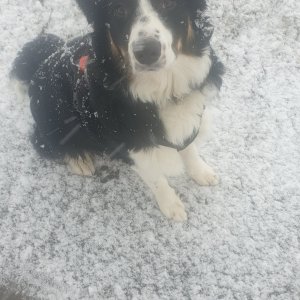 Snowdog.jpg