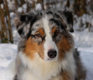 Australian Shepherd