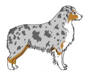 Dilute Blue Merle Dilution merle silver