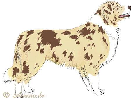 Red merle - white trim -weiss